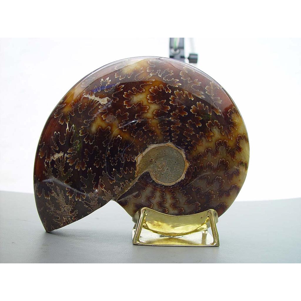 AMONITE BERCEAU 0,3/0,4 KG