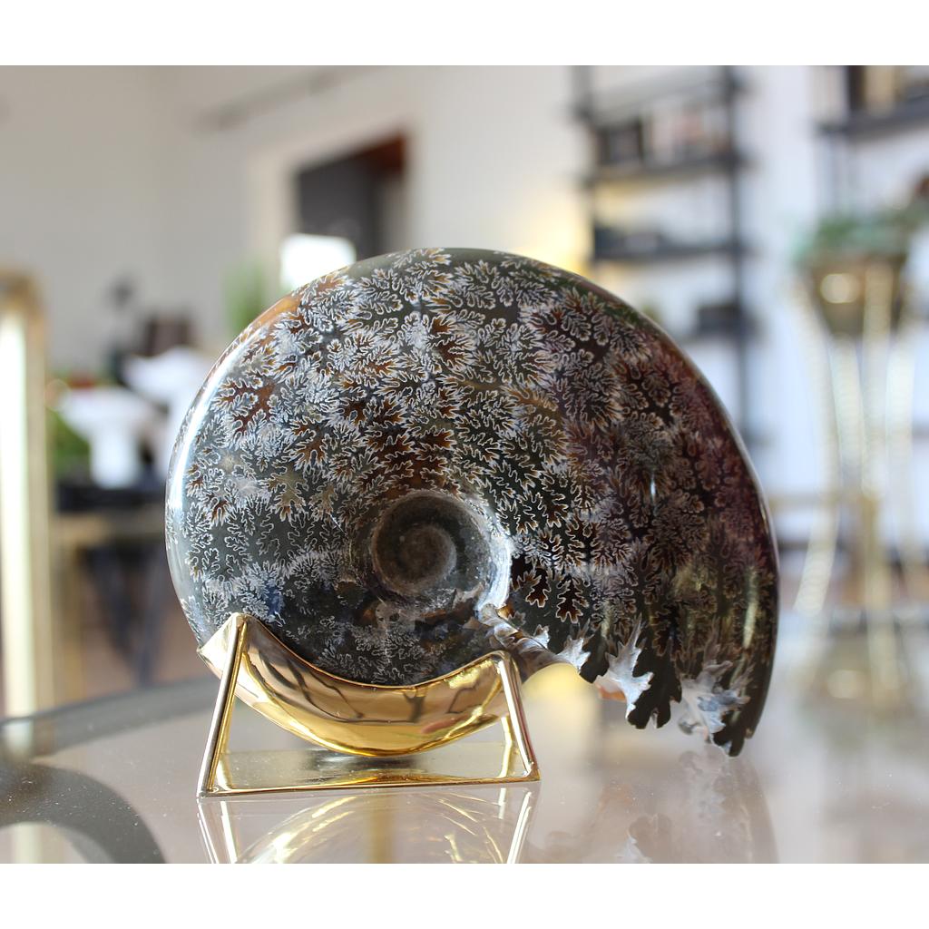 AMONITE BERCEAU 1.1/1.5 KG