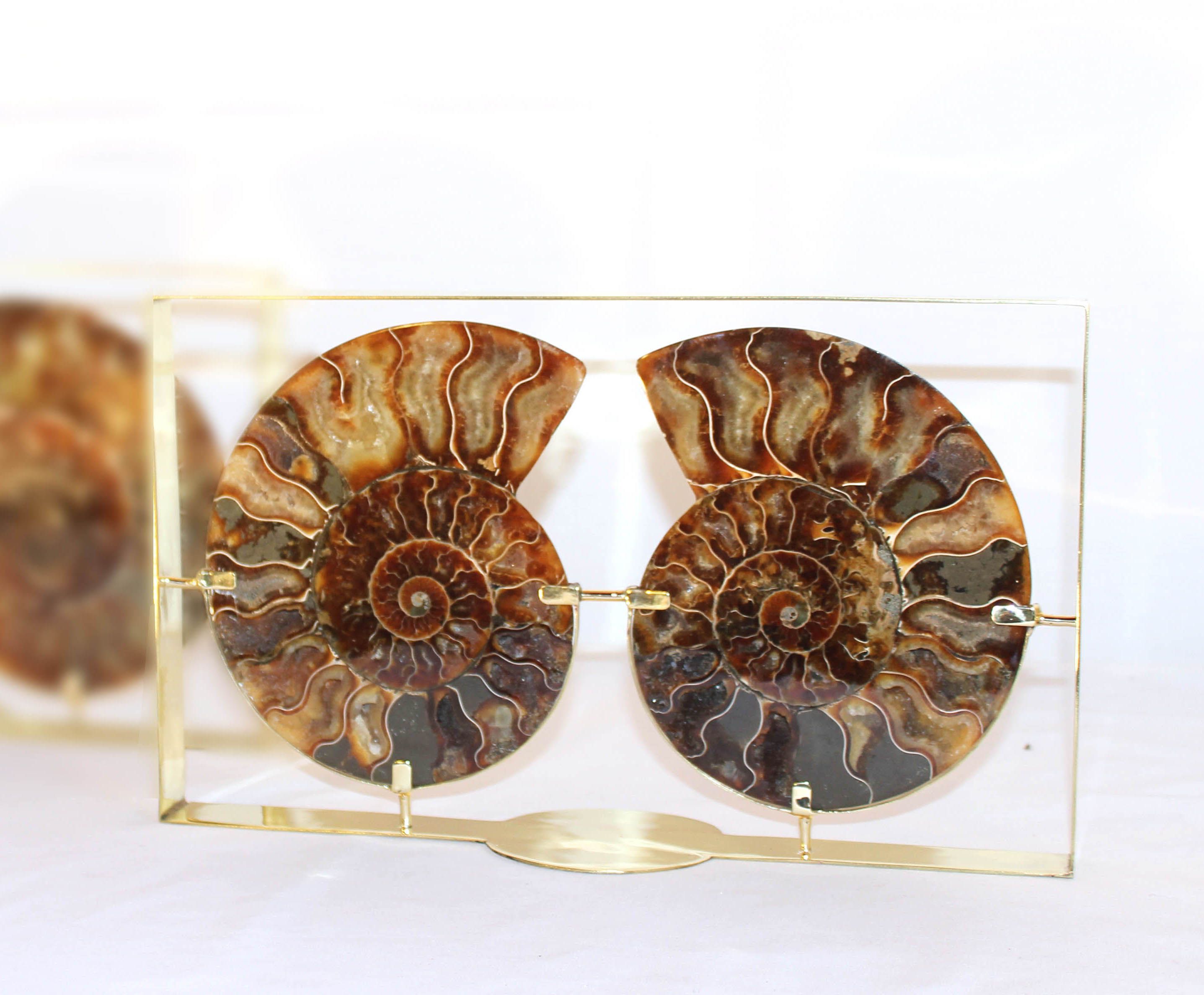 CADRE AMONITE 0,2/0,3 KG